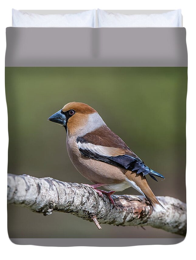 Hawfinch Perching Duvet Cover featuring the photograph Hawfinch perching on the oak branch by Torbjorn Swenelius