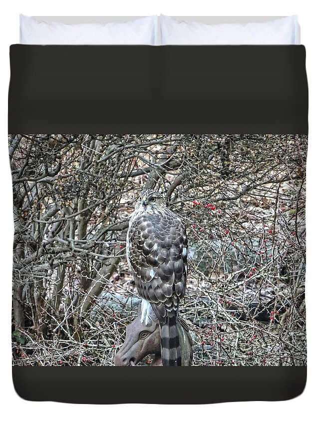 Hawk Duvet Cover featuring the photograph Hawk Sitting on Horse Head by Russel Considine