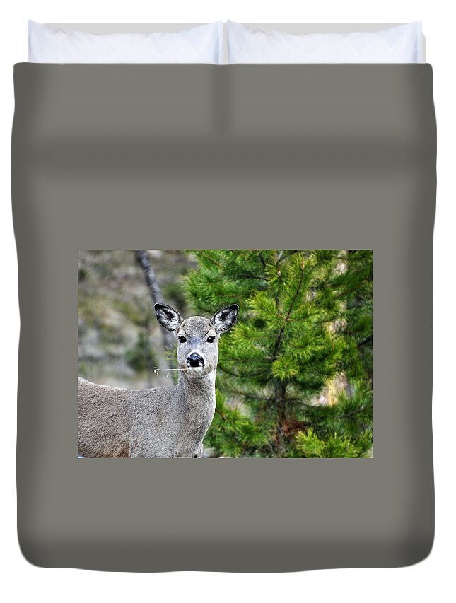 Whitetail Deer Duvet Cover featuring the photograph Hayseed deer by Mike Helland