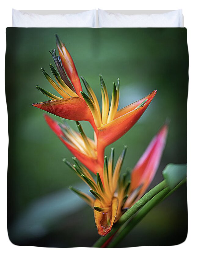 Costa Rica Duvet Cover featuring the photograph Heliconia by Teresa Wilson