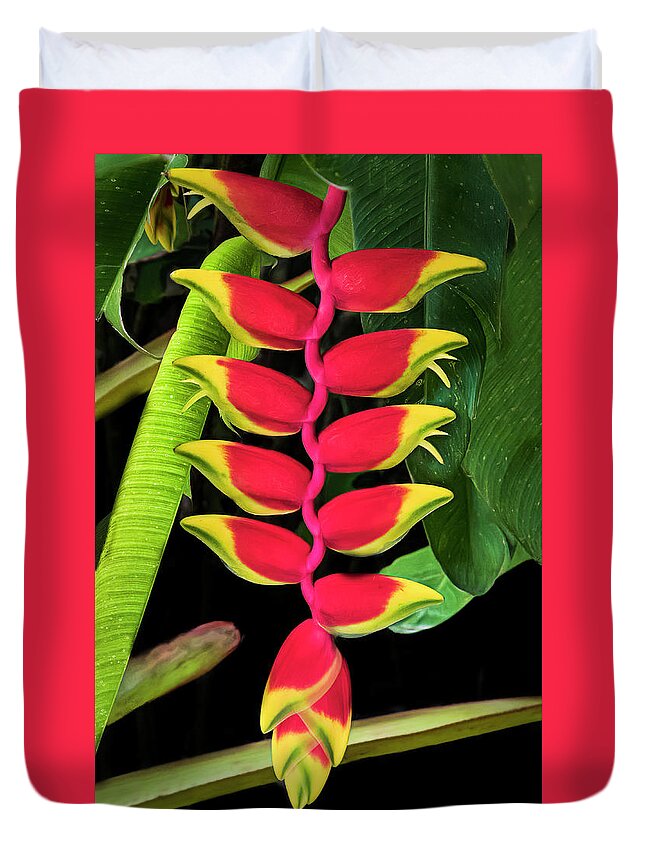Heliconia Duvet Cover featuring the photograph Heliconia Lobster Claw by Ginger Stein