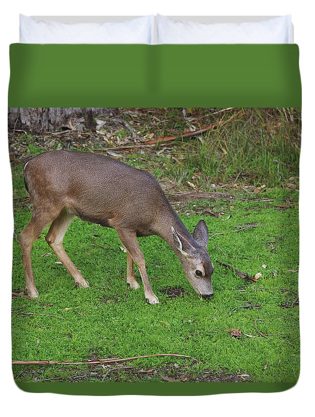 Deer Duvet Cover featuring the photograph Hello, Beauty by Laurie Search