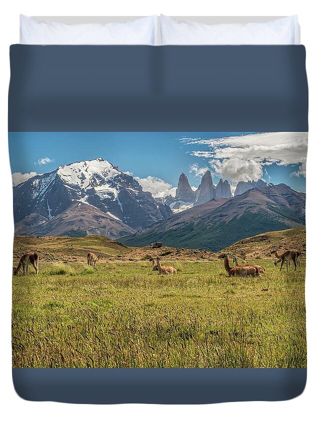 Andes Duvet Cover featuring the photograph Herd of Guanacos grazing and resting in the foothills of Torres by Henri Leduc