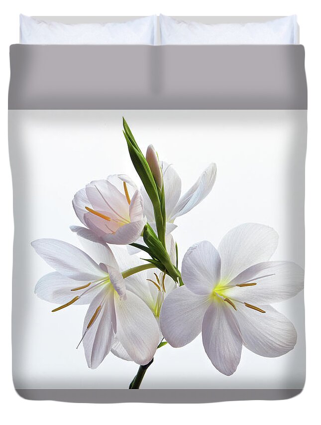 Lily Duvet Cover featuring the photograph Hesperantha Coccinea by Terence Davis