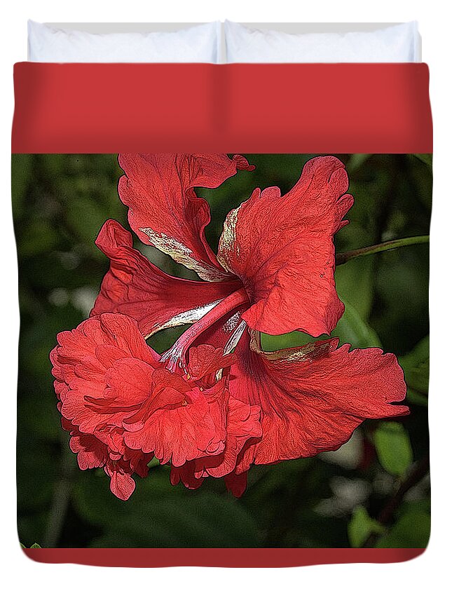Hibiscus Duvet Cover featuring the photograph Hibiscus 4 by Mingming Jiang