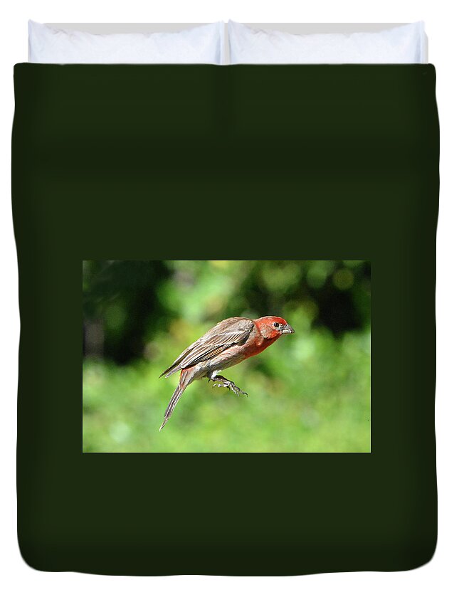 House Finch Duvet Cover featuring the photograph House Finch Tail Down Flight by Jerry Griffin