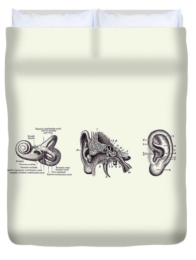 Ear Duvet Cover featuring the drawing Human Ear Anatomy Diagram - Vintage Print 2 by Vintage Anatomy Prints