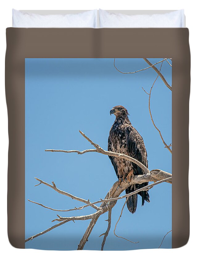 Lahontan Duvet Cover featuring the photograph Immature Bald Eagle 2 by Rick Mosher