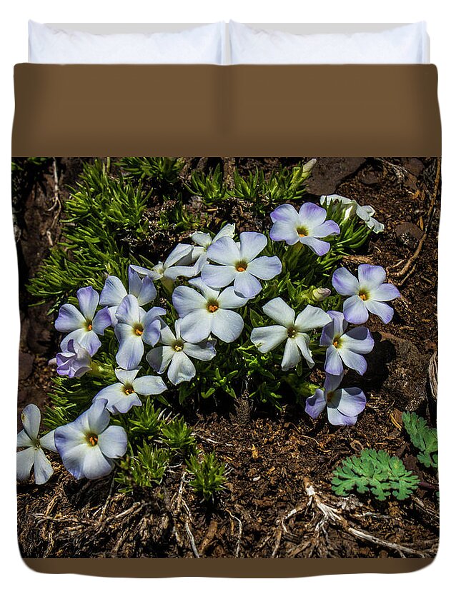 Mountain Phlox Duvet Cover featuring the photograph In Bloom Again by Doug Scrima