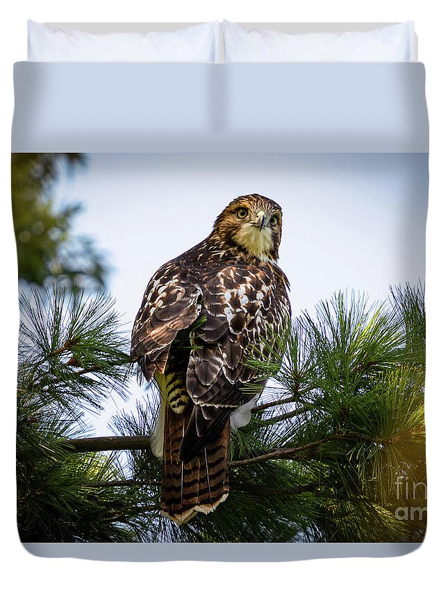 Hawk Duvet Cover featuring the photograph In the Branches by Alyssa Tumale