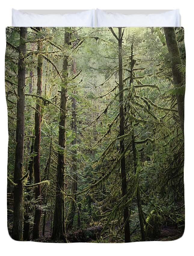 Bc Parks Duvet Cover featuring the photograph Into The Forest I Go by Carrie Cole