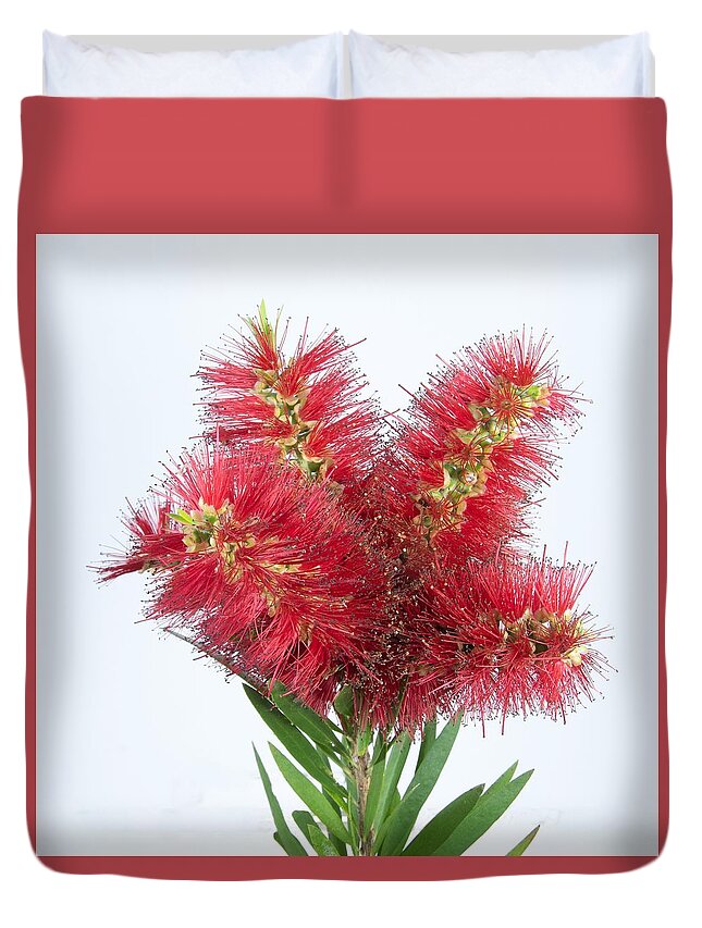 Bottlebrush Bouquet Duvet Cover featuring the photograph Isolated Bouquet of Red Bottlebrush flowers. by Geoff Childs