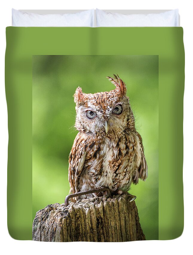 Owl Duvet Cover featuring the photograph Jaunty owl by Robert Miller