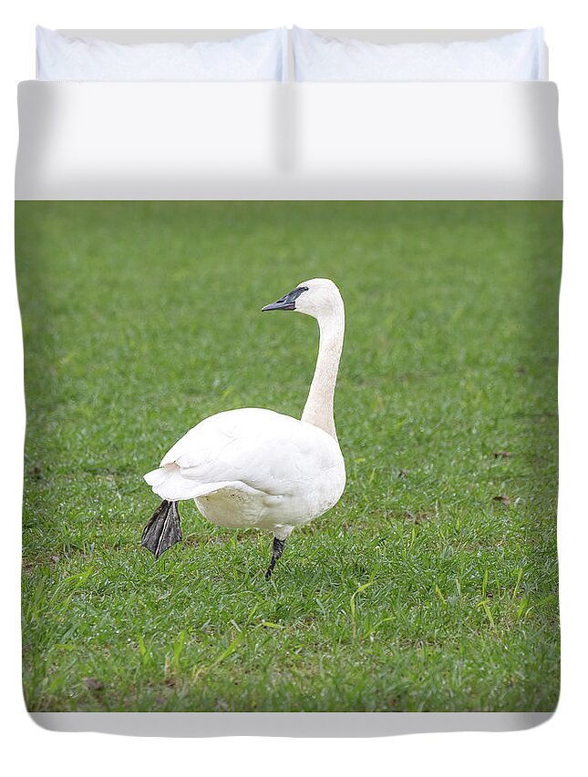 Swan Duvet Cover featuring the photograph Just Stretching by Jerry Cahill