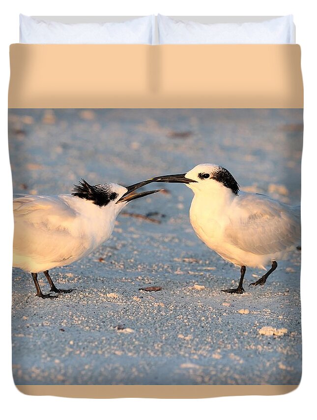 Cabot’s Terns Duvet Cover featuring the photograph Juvenile Cabot's Tern by Mingming Jiang