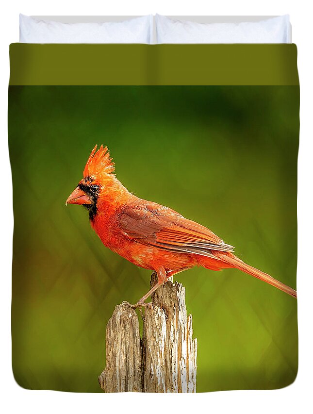 Bird Duvet Cover featuring the photograph Juvy Cardinal On Lime by Bill and Linda Tiepelman