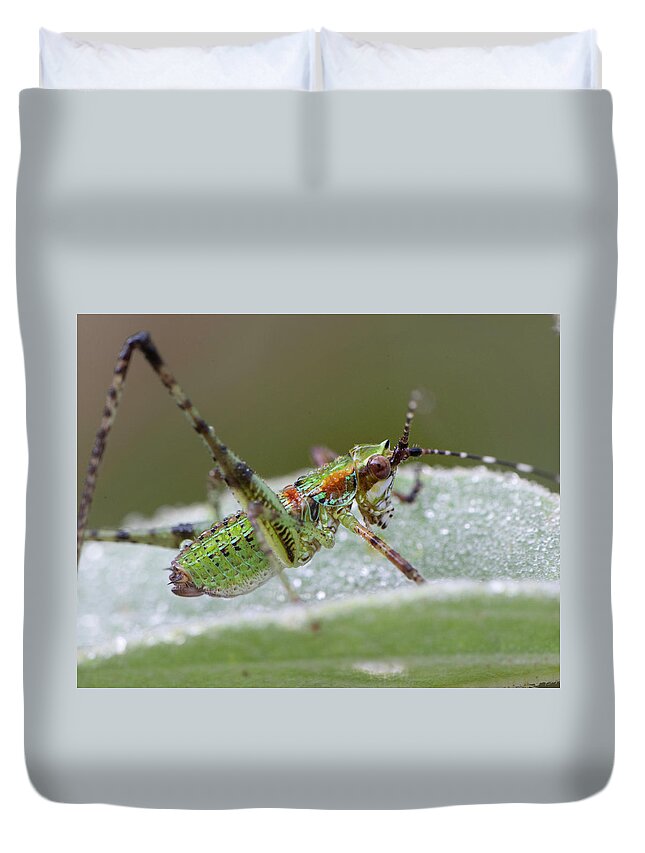 Grasshopper Duvet Cover featuring the photograph Katydid Nymph by Karen Rispin