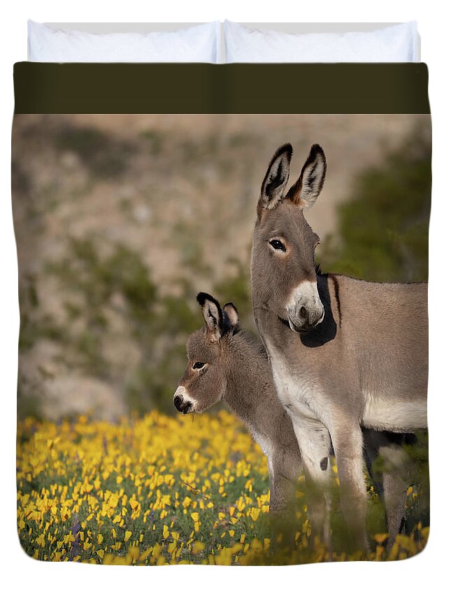 Wild Burros Duvet Cover featuring the photograph Keeping an Eye Out by Mary Hone