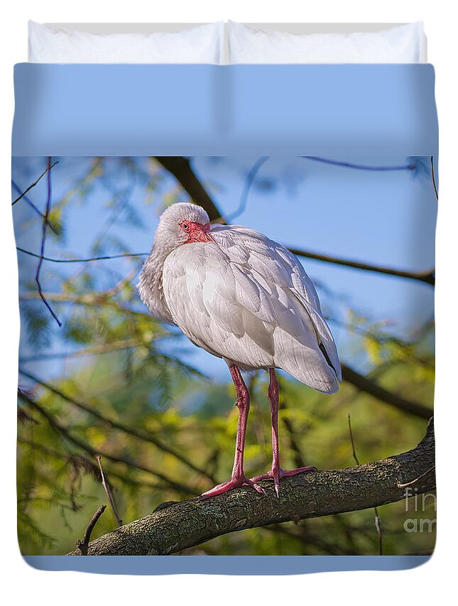 American White Ibis Duvet Cover featuring the photograph Keeping Warm by Judy Kay