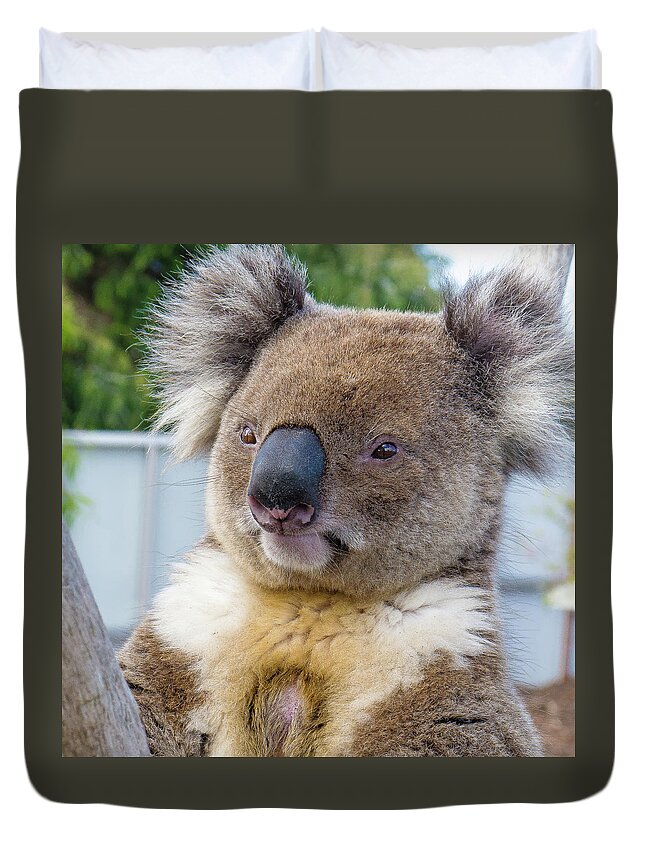 Koala Albany Australia Duvet Cover featuring the photograph Koala - Albany, Australia by David Morehead