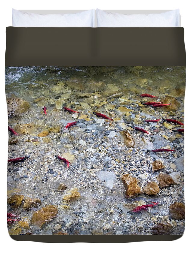 Salmon Duvet Cover featuring the photograph Kokanee Salmon Spawning in Idaho by Wesley Aston