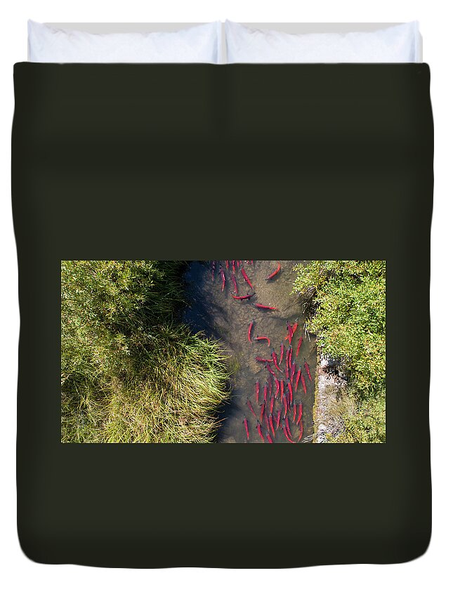 Salmon Duvet Cover featuring the photograph Kokanee Salmon Spawning in Small Stream by Wesley Aston