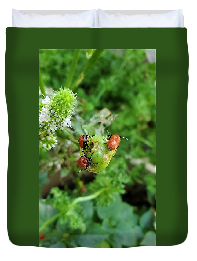 Ladybugs Duvet Cover featuring the photograph LadyBugs Feeding by Stacie Siemsen