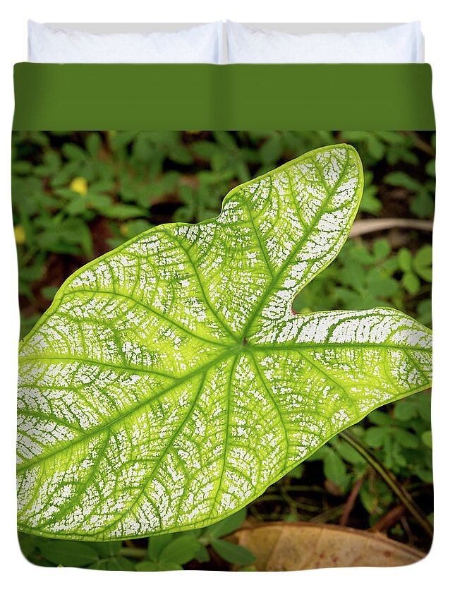 Dakak Philippines Duvet Cover featuring the photograph Large Caladium Leaf by David Desautel