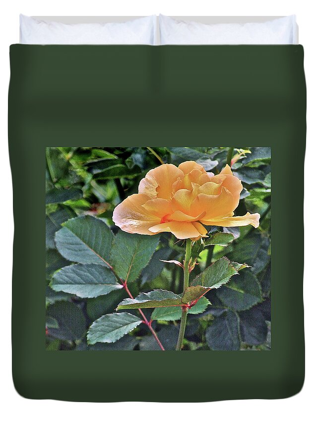 Rose Duvet Cover featuring the photograph Late Summer Yellow Rose by Janis Senungetuk