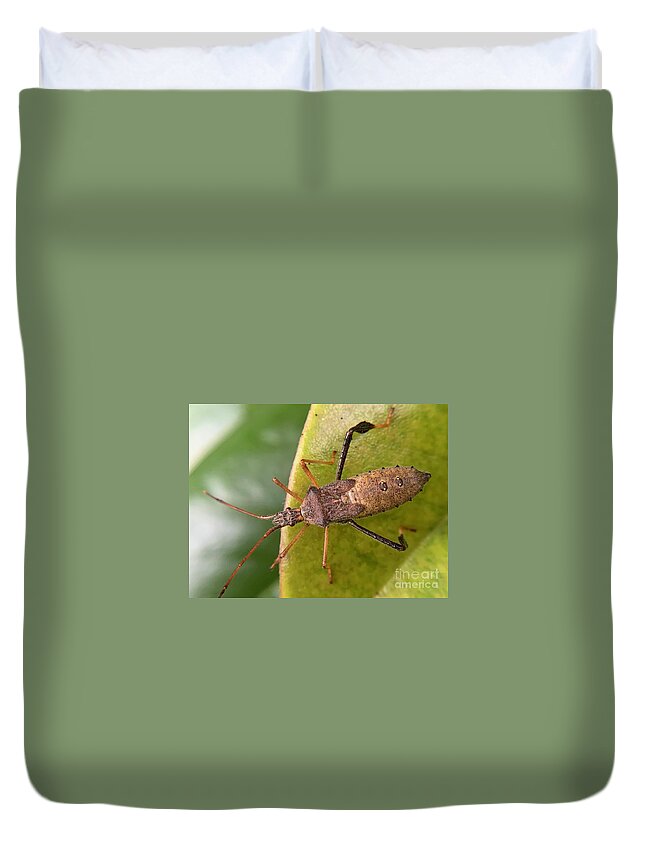 Insect Duvet Cover featuring the photograph Leaf Footed Bug on Magnolia by Catherine Wilson