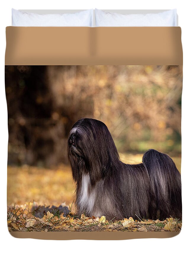 Lhasa Apso Duvet Cover featuring the photograph Lhasa Apso in Autumn #1 by Diana Andersen