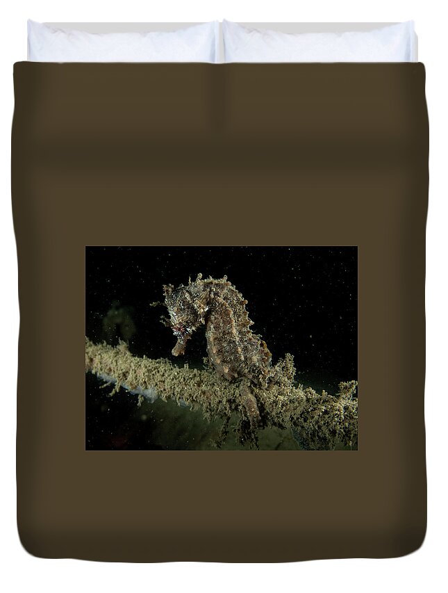 Fish Duvet Cover featuring the photograph Lined Seahorse by Brian Weber