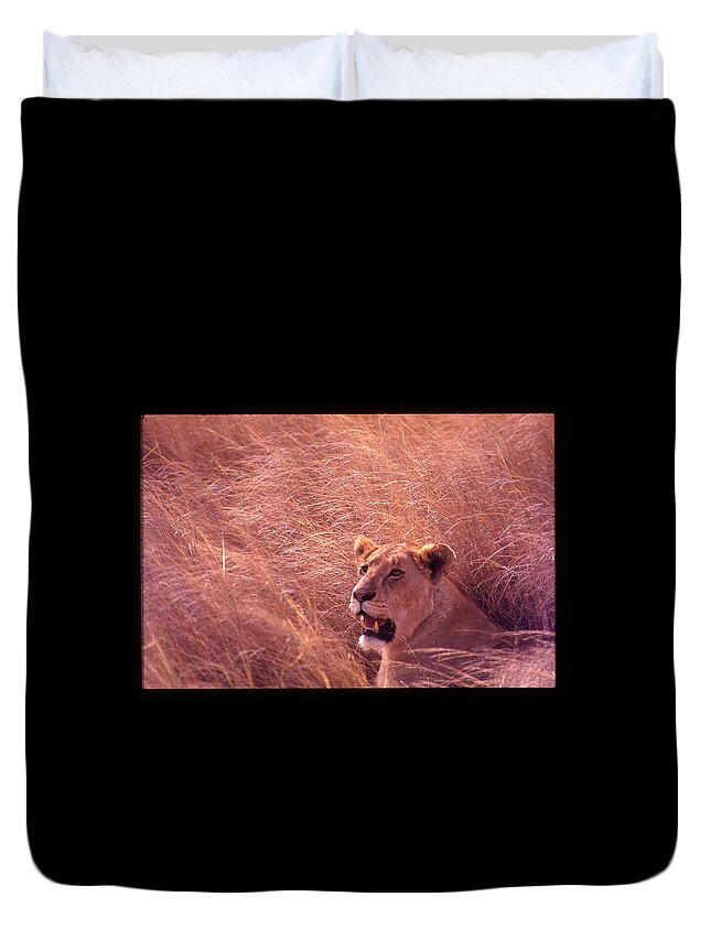 Africa Duvet Cover featuring the photograph Lioness in Tall Grass by Russel Considine