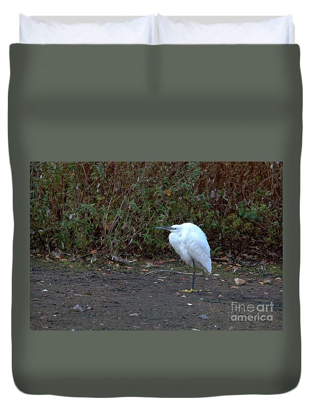 Nature Duvet Cover featuring the photograph Little Egret resting by Stephen Melia