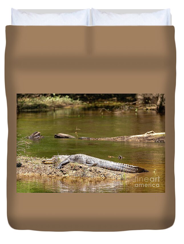 2020 Duvet Cover featuring the photograph Little Gator - Congaree Creek by Charles Hite