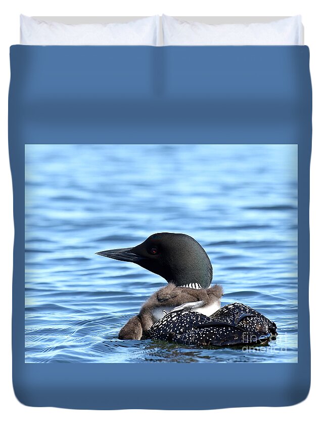 Loon Duvet Cover featuring the photograph Little one looking for minnows by Heather King