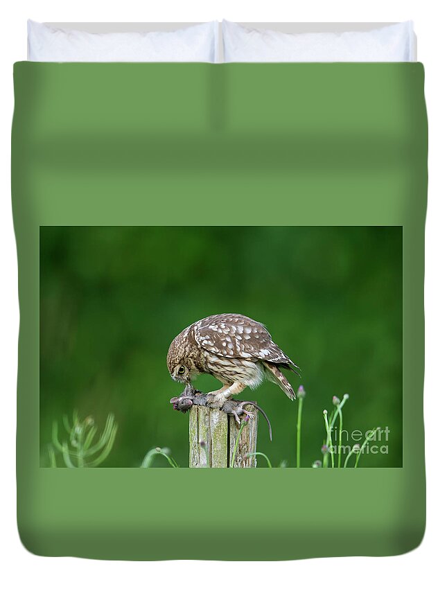 Little Owl Duvet Cover featuring the photograph Little Owl Eating Mouse by Arterra Picture Library