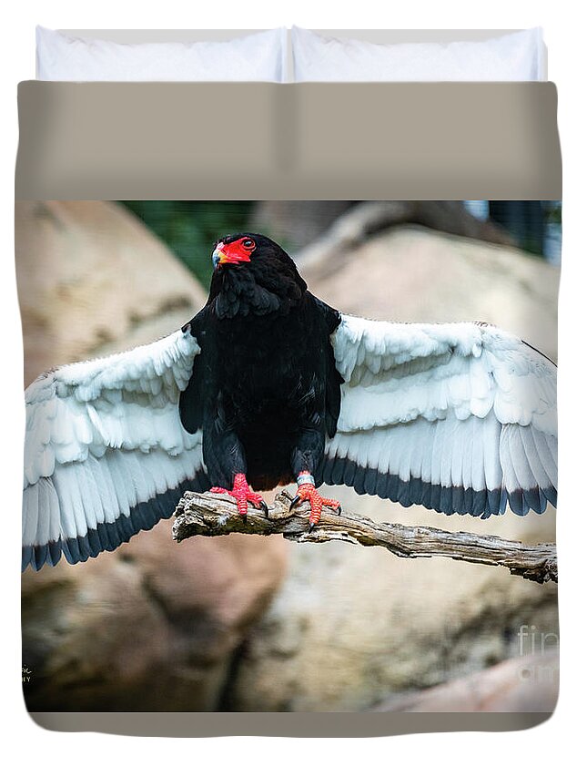 Bateleur Eagle Duvet Cover featuring the photograph Look at My Wingspan by David Levin