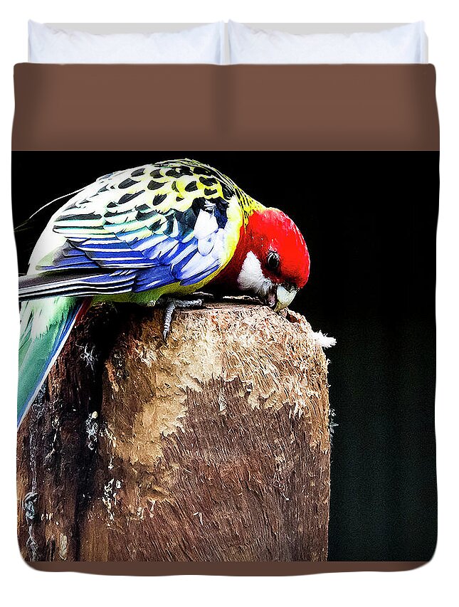 Wildlife Duvet Cover featuring the photograph Looking for lunch by Robert Bolla