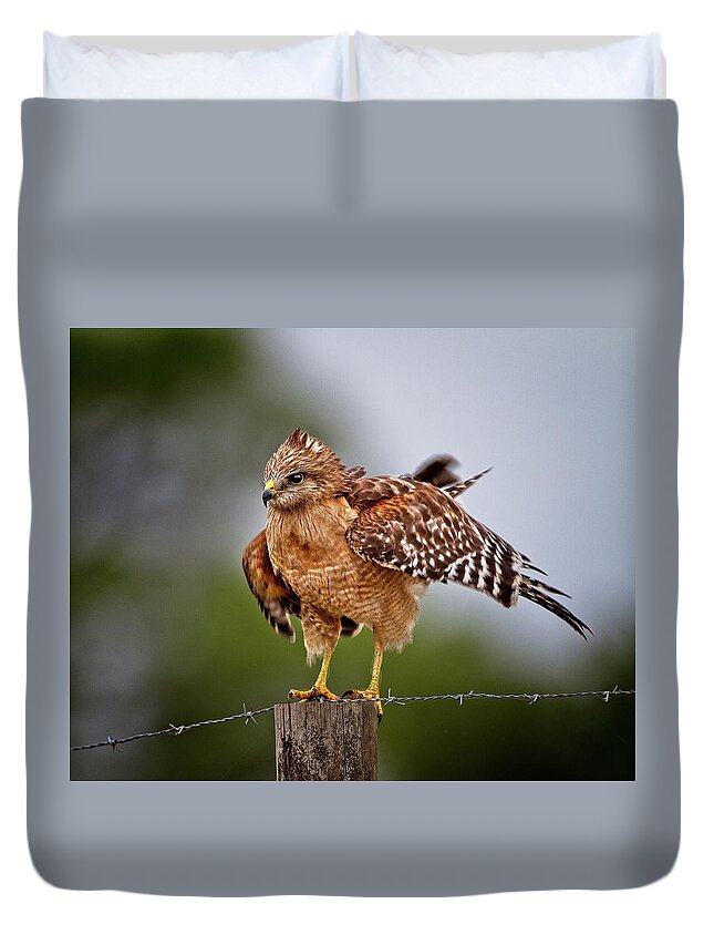 Red-shouldered Hawk Duvet Cover featuring the photograph Red-shouldered Hawk Looking For Motion by Ronald Lutz