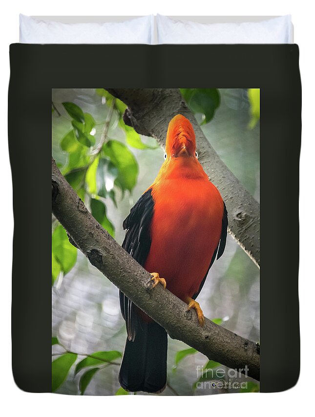 Andean Cock-in-the-rock Duvet Cover featuring the photograph Looking on Both Sides Simultaneously by David Levin