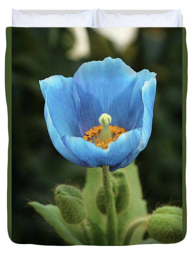 Himalayan Blue Poppy Duvet Cover featuring the photograph Looking toward the sun by Laurie Lago Rispoli
