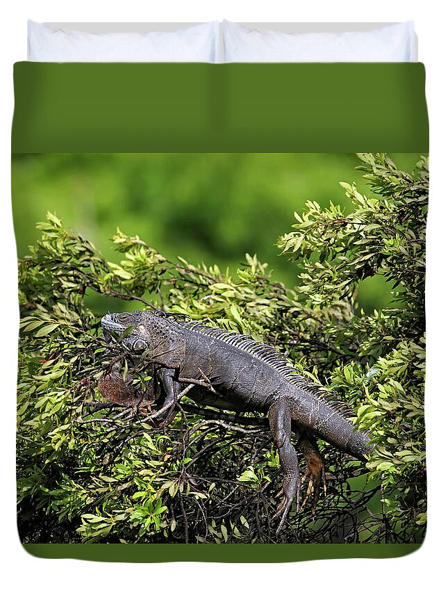 Florida Duvet Cover featuring the photograph Lounging Lizard by Jennifer Robin