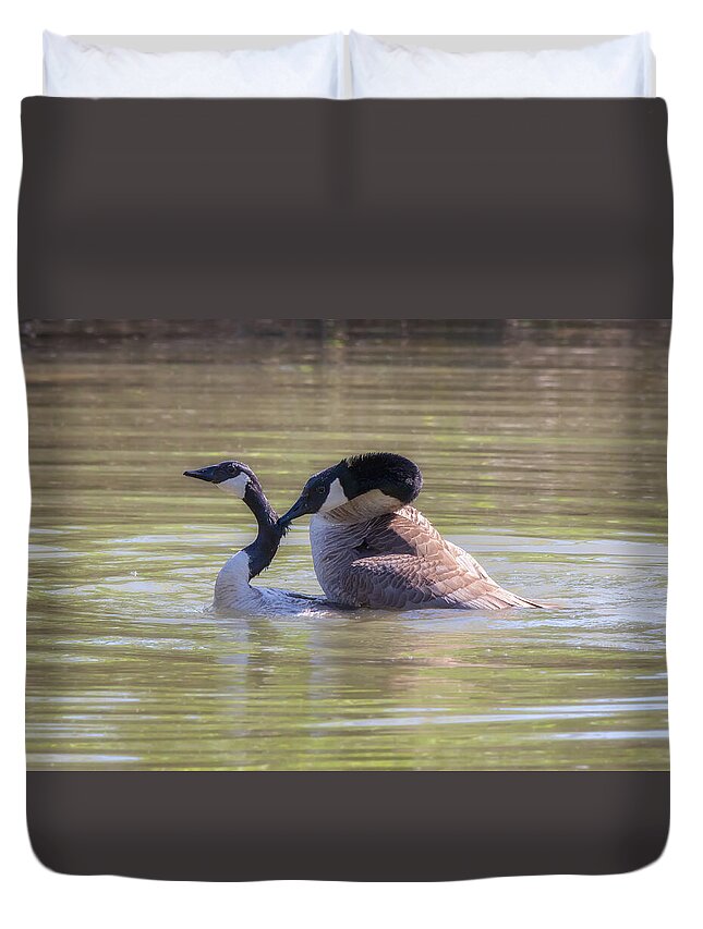 Canada Geese Duvet Cover featuring the photograph Love Bites - Canada Geese Mating Behavior by Susan Rissi Tregoning