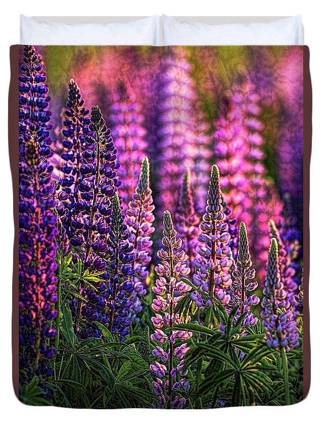 Lupines Duvet Cover featuring the photograph Lupines Sidelit By First Sunlight by Marty Saccone