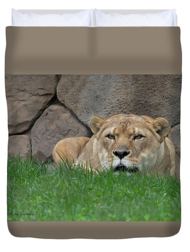 Lion. Lioness Duvet Cover featuring the photograph Lying in Wait by ChelleAnne Paradis