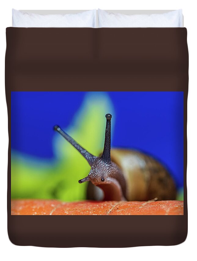 Animals Duvet Cover featuring the photograph Macro Photography - Snail by Amelia Pearn