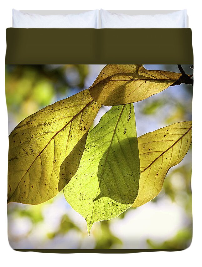 Magnolia Duvet Cover featuring the photograph Magnolia Gold by Steven Nelson