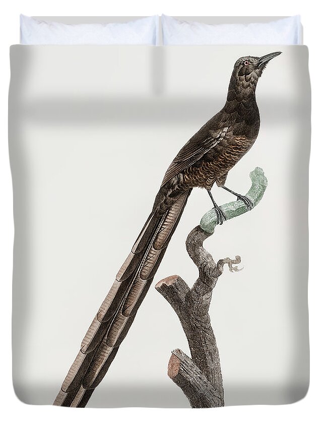 Jacques Barraband Duvet Cover featuring the digital art Magpie Bird Of Paradise Female - Vintage Bird Illustration - Birds Of Paradise - Jacques Barraband by Studio Grafiikka