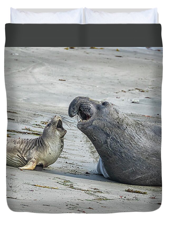 Elephant Seal Duvet Cover featuring the photograph Male and Female Elephant Seal by Belinda Greb